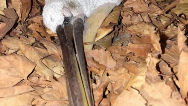 Пеликан от застрашен вид е прострелян край язовир Жребчево 
