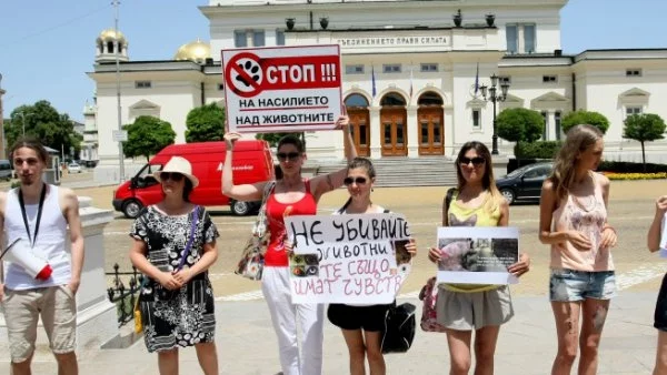 Вегани протестираха срещу убиването на животни