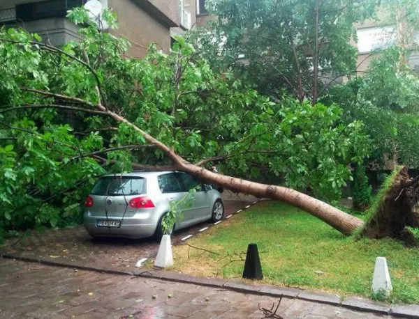 Буря в Асеновград, дървета паднаха върху коли