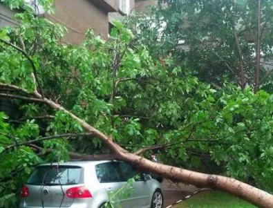 Бурята събори дърво в София