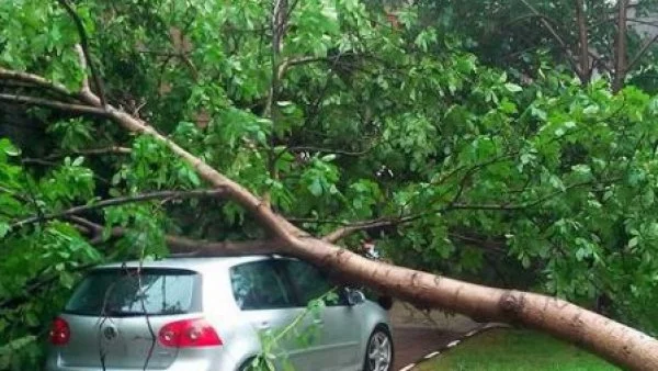 Бурята събори дърво в София