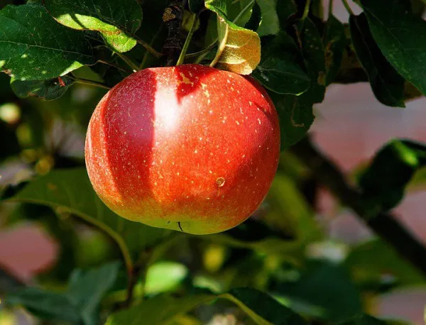 Ябълковата кора е най-богата на противоракови вещества