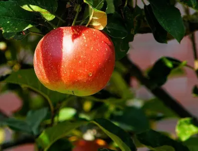 Никога не яжте натъртена ябълка, има риск от отравяне с патулин