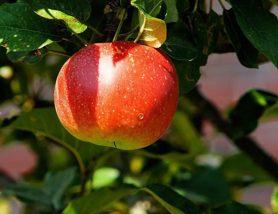 Ето как лесно да си захванете ябълково дърво от семка