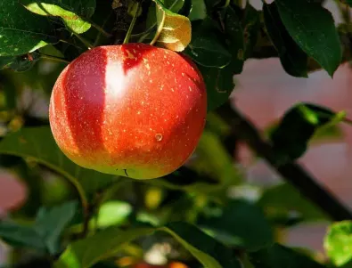 Тази пролет полейте ябълката с това и ще приберете богата реколта от едри и сочни плодове