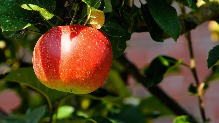 Защо ябълковите дървета не дават плодове и как да решите проблема?