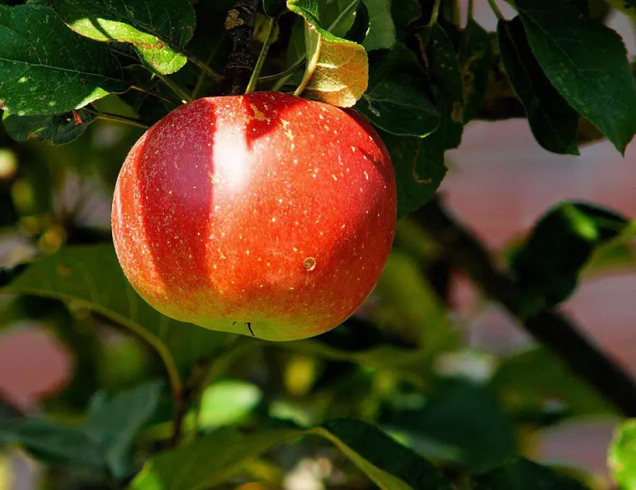 Защо ябълковите дървета не дават плодове и как да решите проблема?