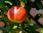 Сега е момента да направите ТОВА, ако искате дървото с ябълки да е претрупано с плодове