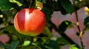 България произвежда едва 0,5% от ябълките в ЕС