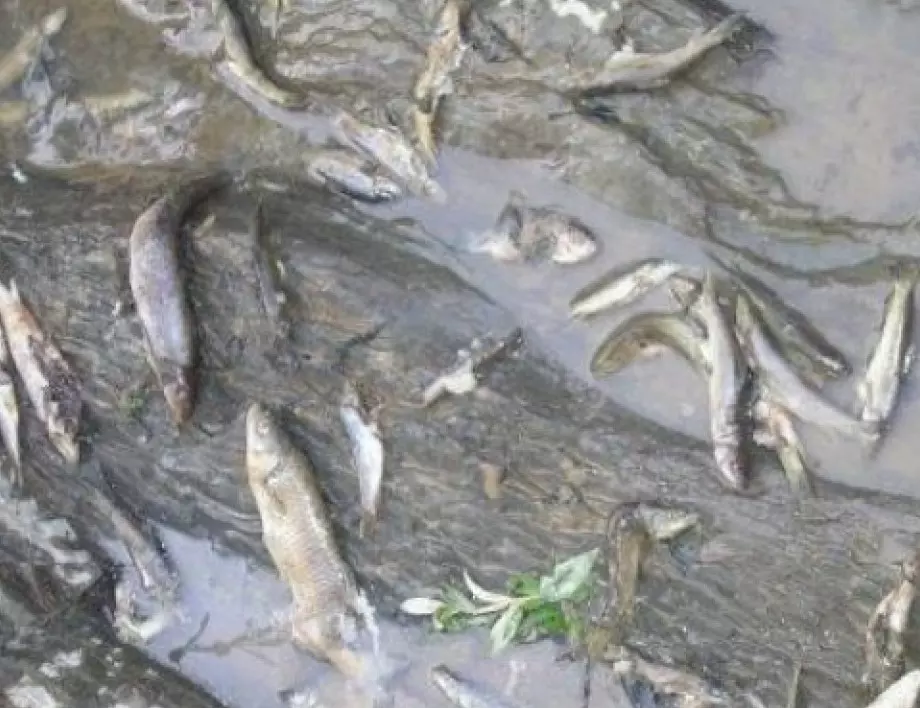 Мъртва риба в Марица, няма опасност за водата на пловдивчани