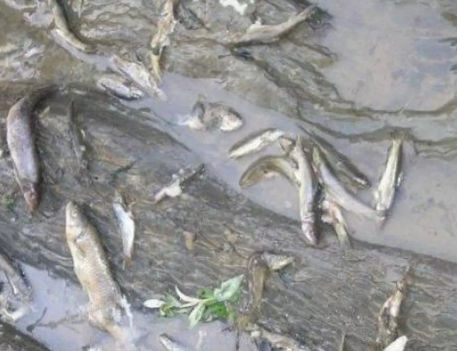 Обвиниха управителя на "Екоинвест" за мъртвата риба в р. Марица  