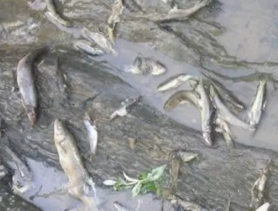 Прокуратурата в Ямбол се самосезира за наличието на мъртва риба в река Тунджа 