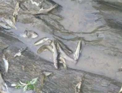 Хасковските еколози на крак заради измряла риба в р. Банска