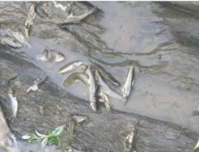 Отпадъчни води или химикали – вероятен причинител за измряла риба в река Чепеларска