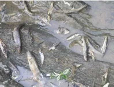 Изследват причините за измирането на рибата в р. Караагач