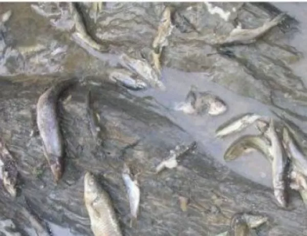 Проверяват сигнал за мъртва риба в река Тунджа 