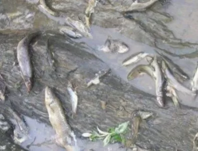 Екоексперти преброиха 50 мъртви риби в златоградски реки