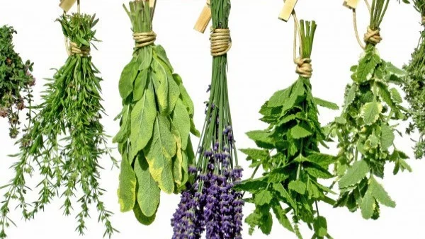 Разпределиха квотите за билки във Врачанско 