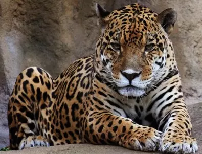След бягството на леопард: Зоопаркът в Стара Загора отново е отворен