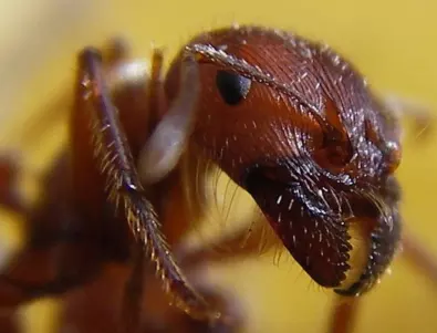 Мравуняк в ягодовата градина: Как да се отървете от насекомите по безопасен начин