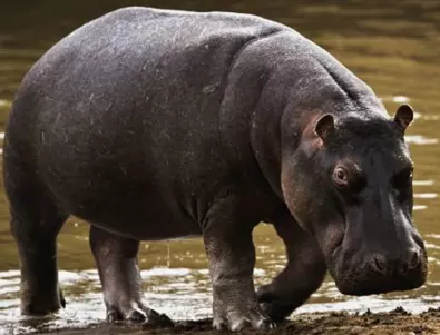 10 изумителни факта за хипопотамите