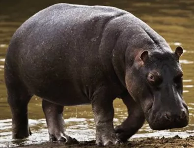 Наследството на Ескобар – 20 години след неговата смърт хипопотамите му тормозят Колумбия