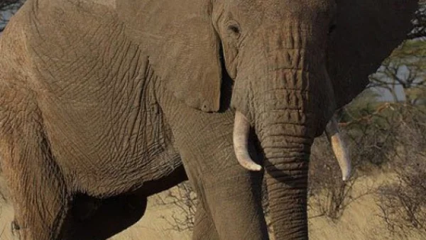 В Шри Ланка спасиха давещи се слонове (ВИДЕО)
