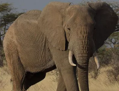Слон загина при катастрофа в Испания (ВИДЕО)