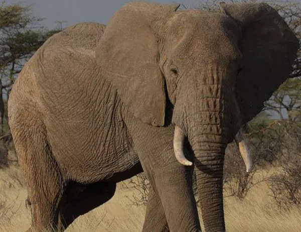 Холандия ще забрани всички продажби на необработена слонова кост