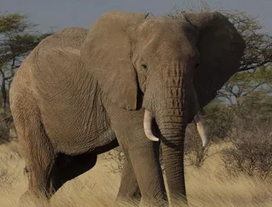 Дания откупува последните четири циркови слона, за да ги пенсионира 
