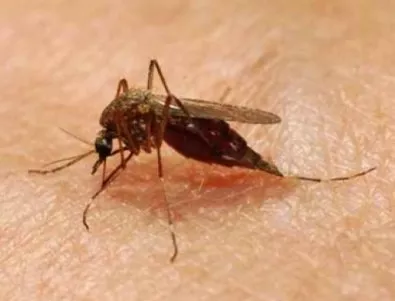 Кунчев: Тази година в България има 9 случая на малария, с промяната на климата рискът се увеличава