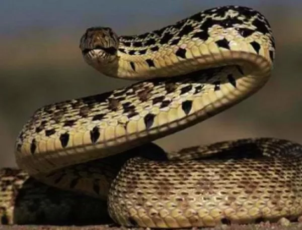 Защо змиите са толкова дълги?