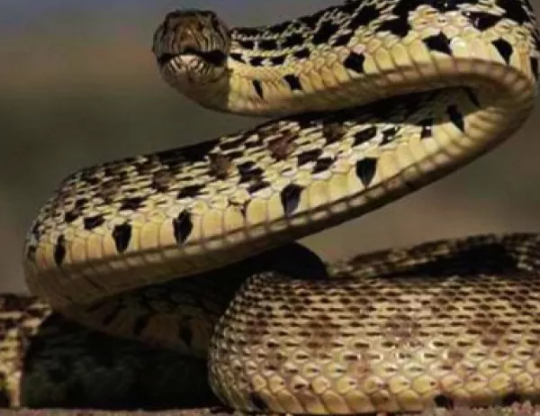 Разследват полицай, използвал змия като „помощник“ при разпит (ВИДЕО)