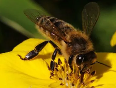 Малък е броят на унищожените при пожар пчелни кошери в Кюстендил