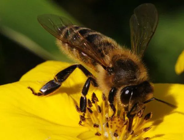 Малък е броят на унищожените при пожар пчелни кошери в Кюстендил