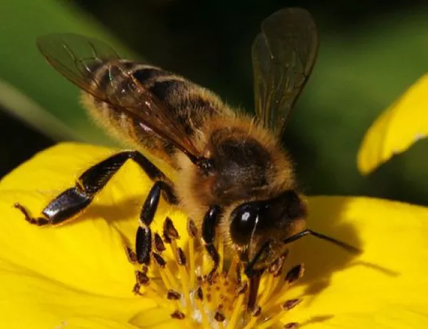 Ниските добиви може да доведат до повишаване на цените на пчелния мед в Кюстендил