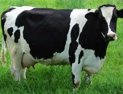 Крава не дава мляко... пие си го сама