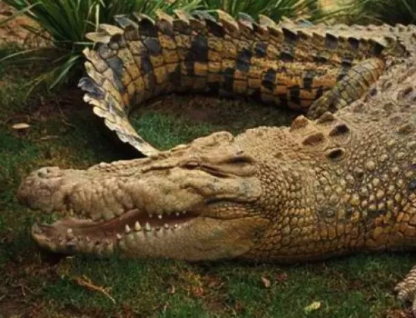 Алигатор отхапа ръката на жена в резерват в САЩ