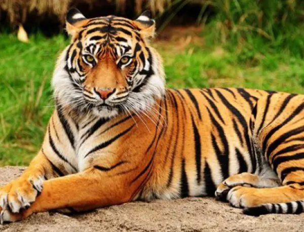 Тигър уби служителка в испански зоопарк 