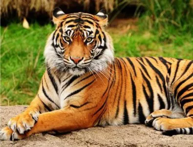 Създават резерват за тигри и леопарди в Китай 