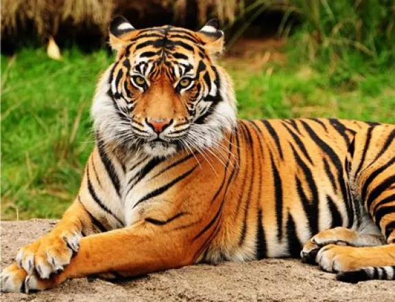 Пловдив гласува за тигър