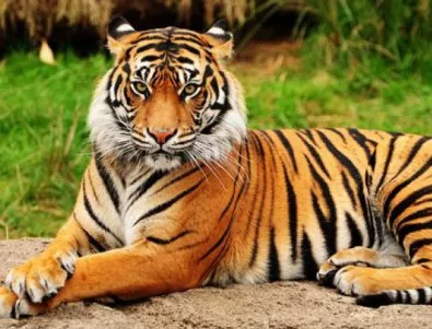 Ще строят хабитат за тигър в зоопарка в Пловдив