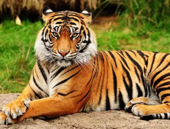 Ще строят хабитат за тигър в зоопарка в Пловдив
