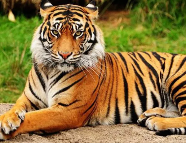 29 юли - международен ден на тигъра