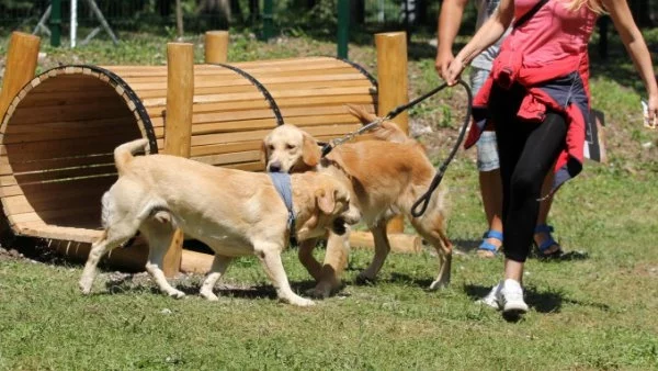 Нова спортна площадка за кучета в Южния парк зарадва десетки стопани