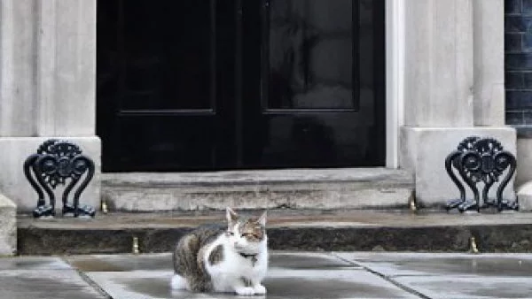 Остава ли котаракът Лари на Downing Street?