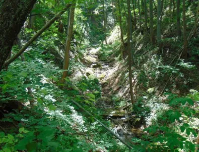 Незаконна сеч във вековна гора край Тулово
