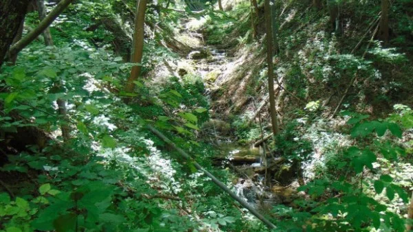 Незаконна сеч във вековна гора край Тулово