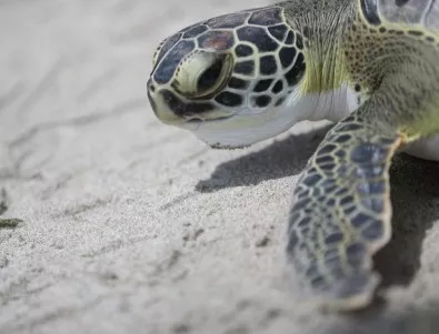 300 мъртви костенурки от застрашен вид са открити в Мексико