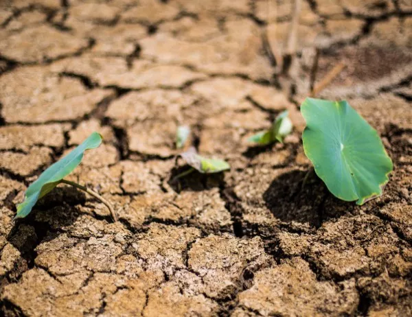 На 600 млн. евро възлизат загубите от сушата в Сърбия